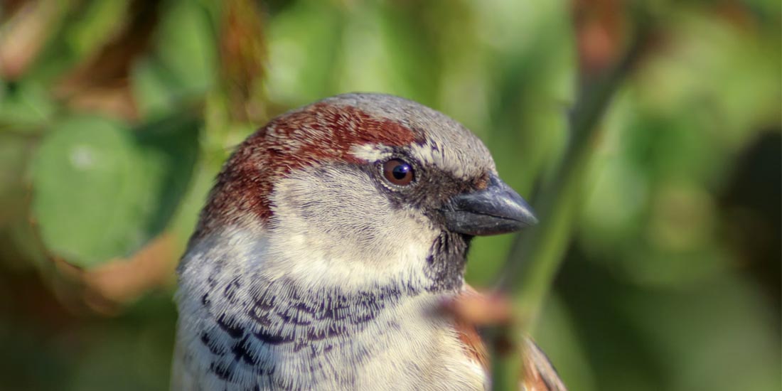 Wildlife and Bird Documentation